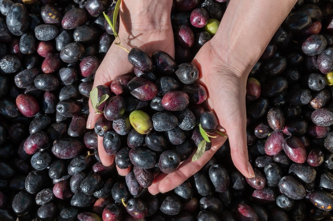 Zeytin
